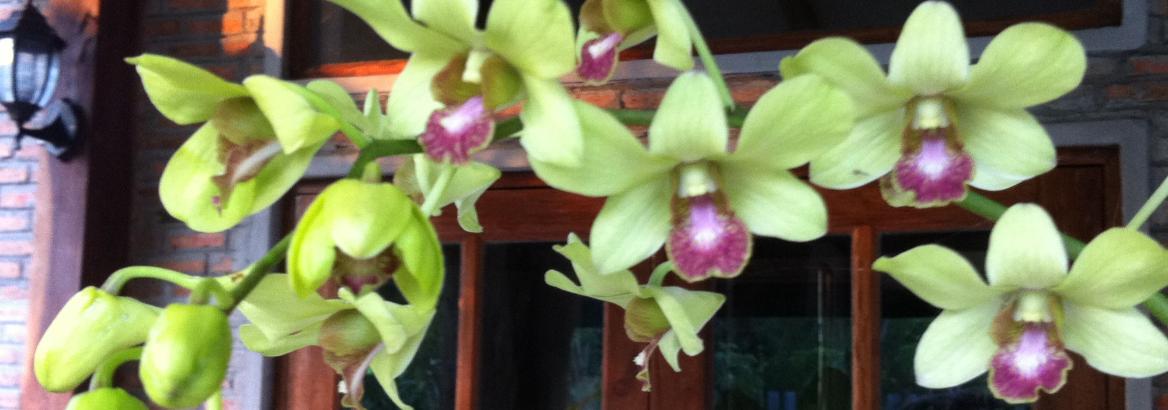 Orchids at Samorn Villa